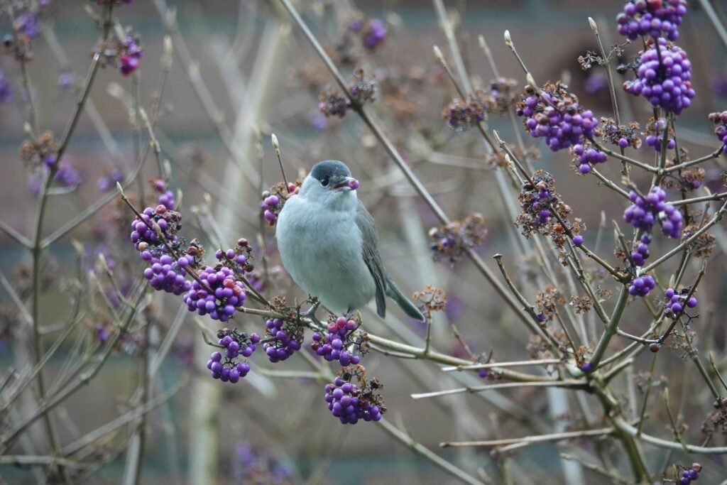 A small bird perched on a purple berry bush in Gouda, Netherlands.