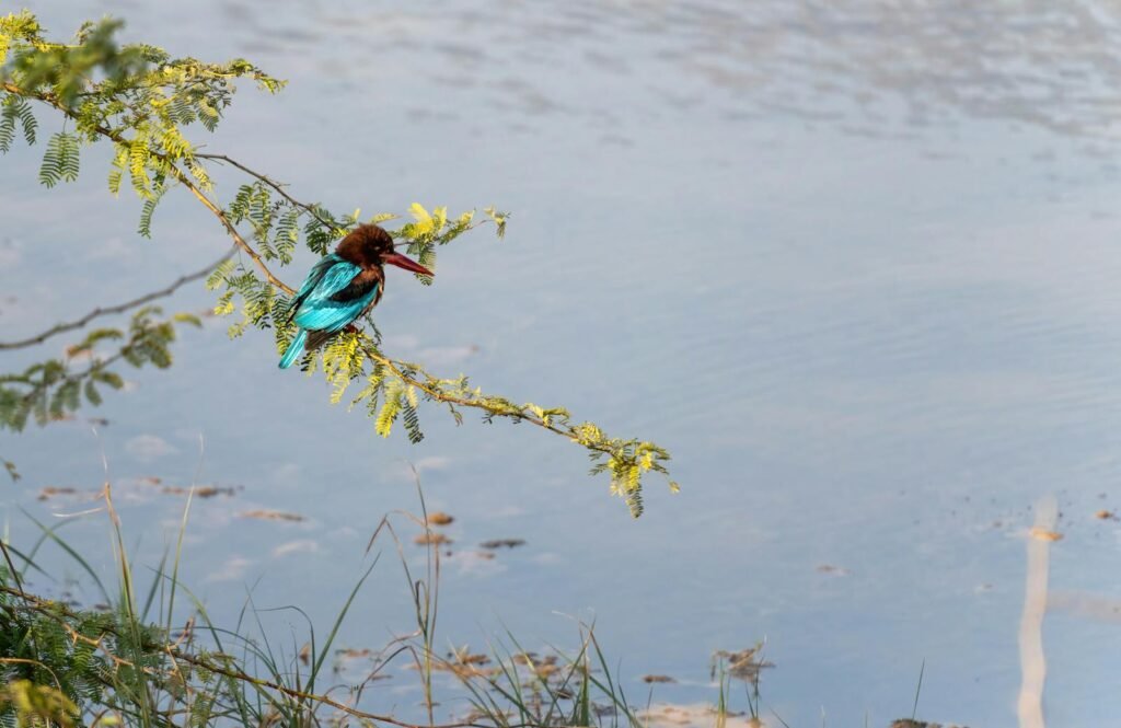 A vivid kingfisher perched on a branch beside a serene lake in Jamnagar, India.