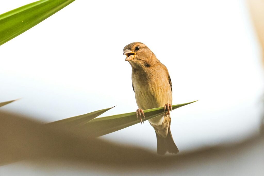 A small sparrow bird perched on a leaf with a soft natural background, captured in daylight.