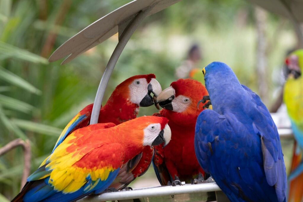 Group of colorful macaws congregating outdoors, showcasing vivid red, blue, and yellow plumage.