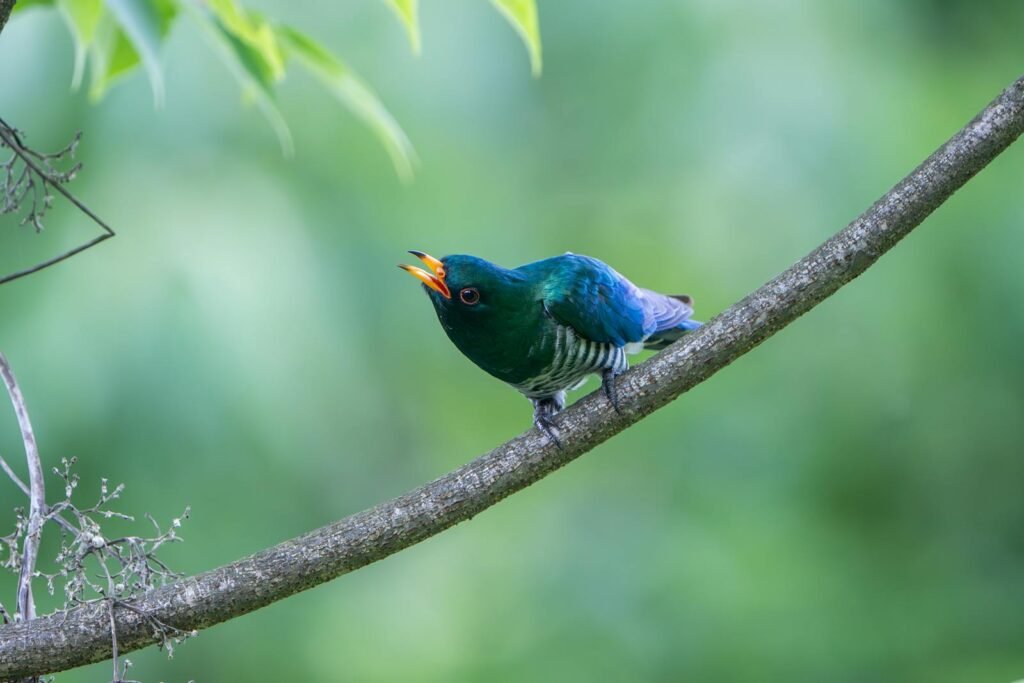 Beautiful green bird singing on a tree branch in a lush forest setting.
