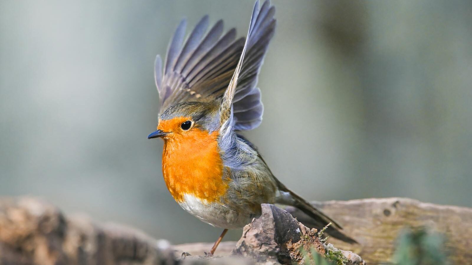 The Best Places to Go Birding in the U.S.