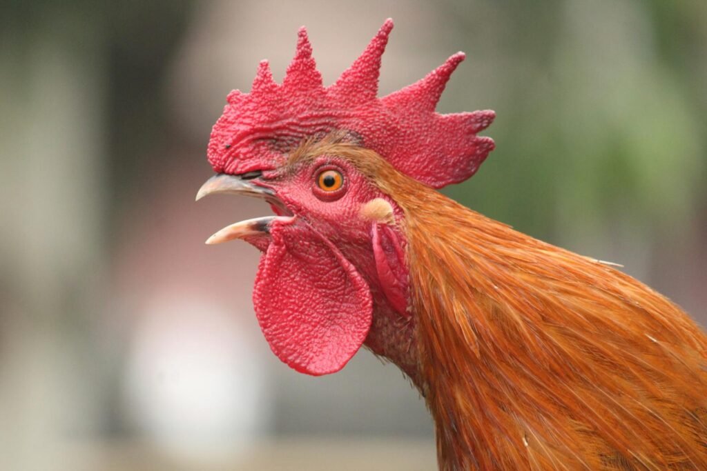 Vibrant close-up of a rooster crowing outdoors.