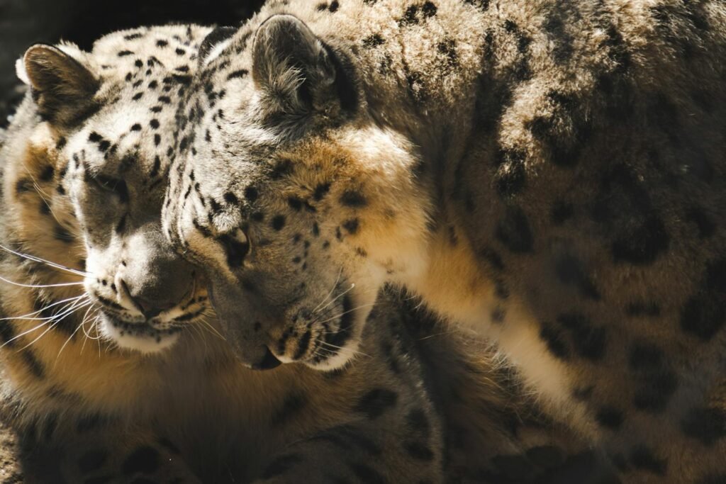 Close-up of two snow leopards nuzzling each other, showcasing their beautiful fur patterns.