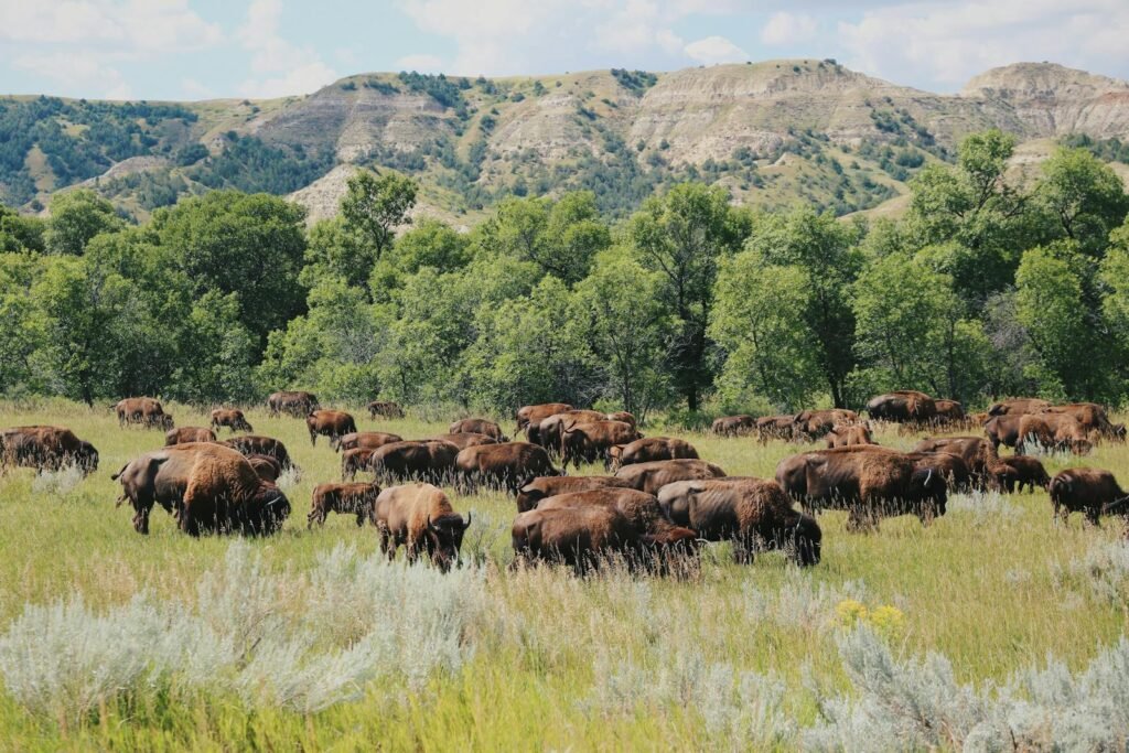Bison grazing in Theodore Roosevelt National Park, North Dakota, with scenic landscape and mountains.