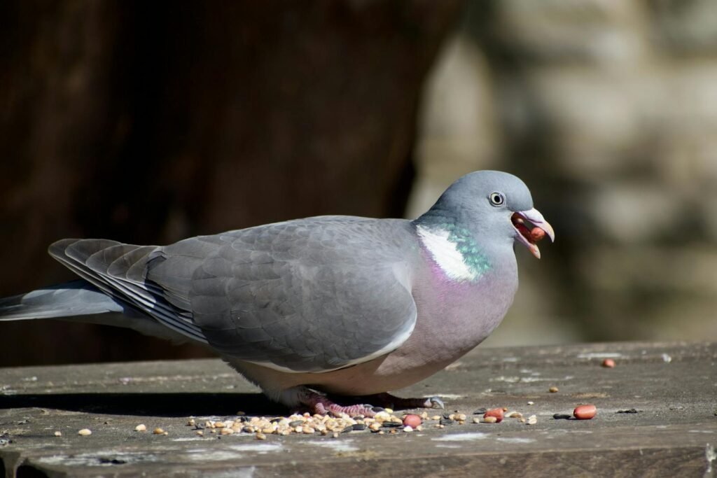 Wood pigeon eating peanuts on a rustic surface in natural setting.