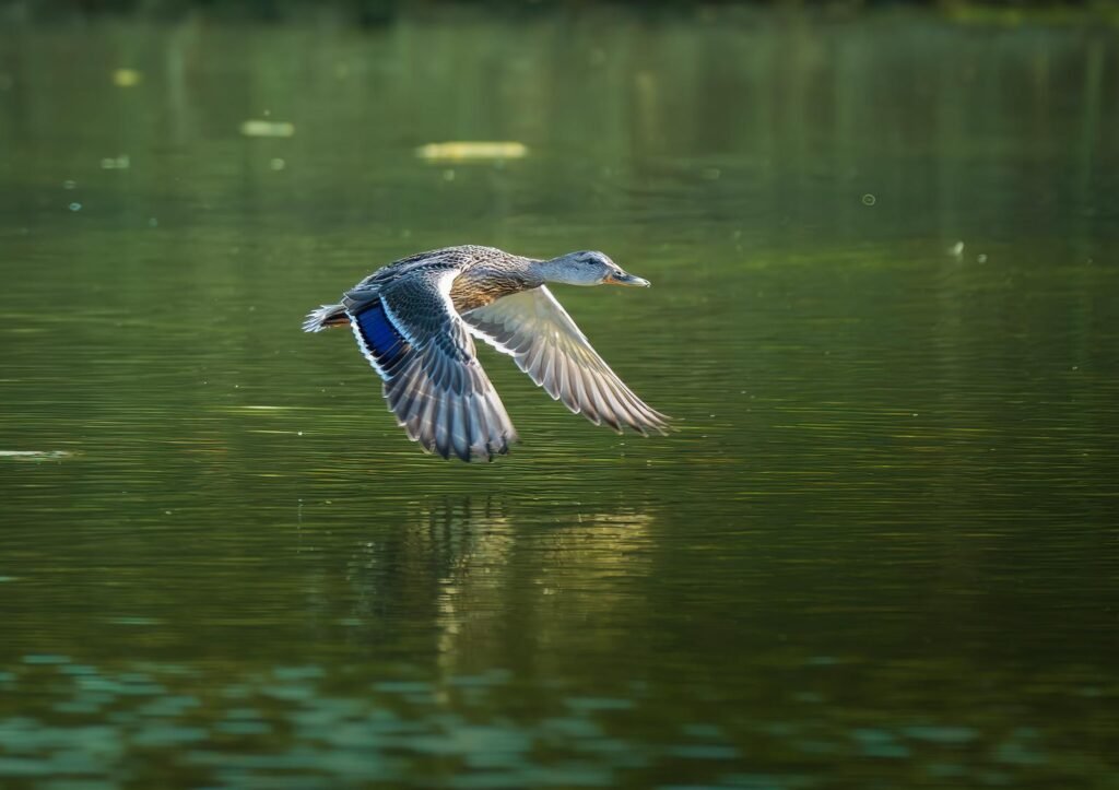 A mallard duck gracefully flying over a calm water surface with a clear reflection.