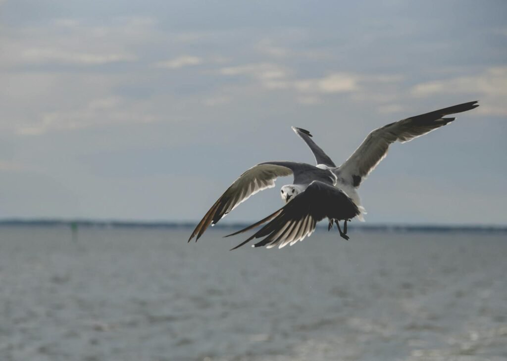 Two seagulls gracefully flying over the Gulf Shores water in Alabama.