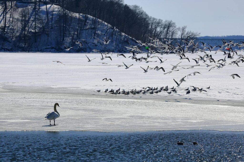 A serene winter scene of a swan and gulls on a frozen lake in New York, USA.