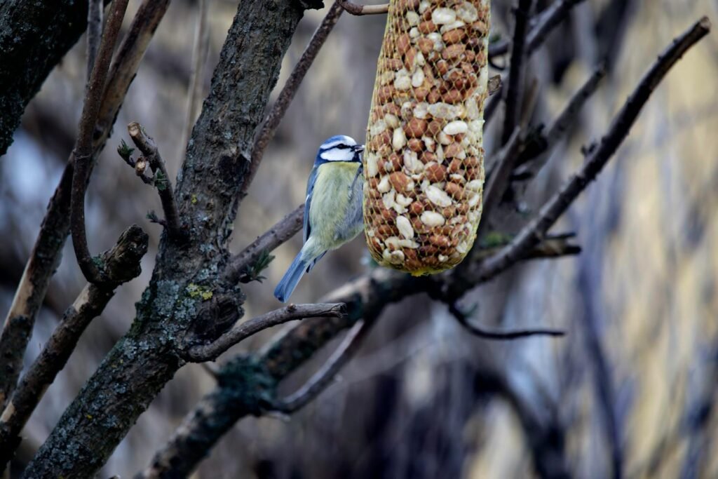 A blue tit bird perched on a tree feeding from a hanging seed bag in Kapfenberg, Austria.