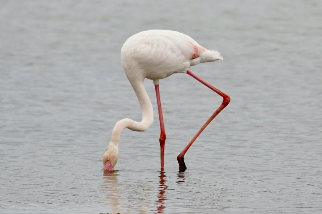 A solitary flamingo elegantly feeding in calm waters, showcasing nature's beauty.