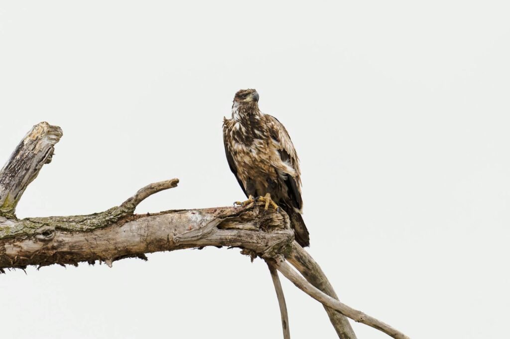 Free stock photo of juvenile bald eagle, montezuma wildlife refuge