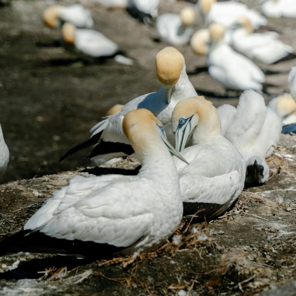 A group of gannets nesting on a rocky cliff, showcasing social behavior and natural habitat.
