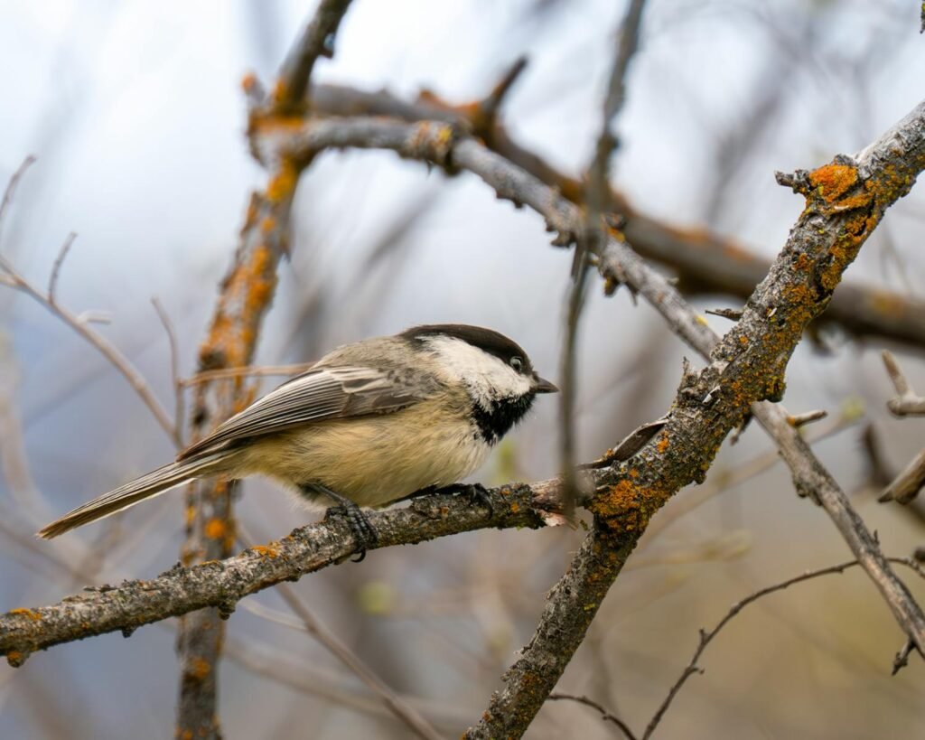 Free stock photo of bird photography, chickadee
