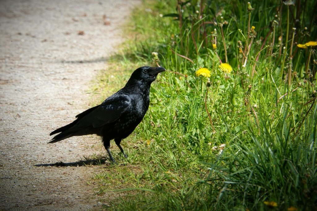A raven stands on a sunlit path surrounded by dandelions in Bad Wildbad, Germany.