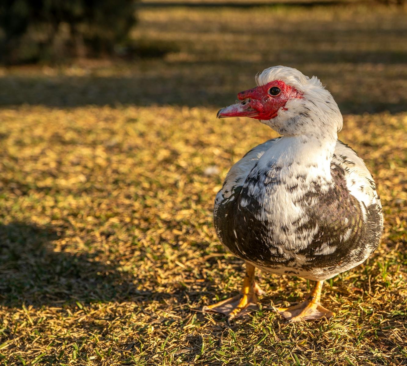 How to Improve Your Birdwatching Skills in Just One Week