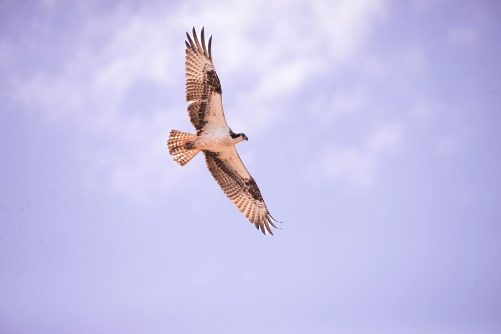 osprey