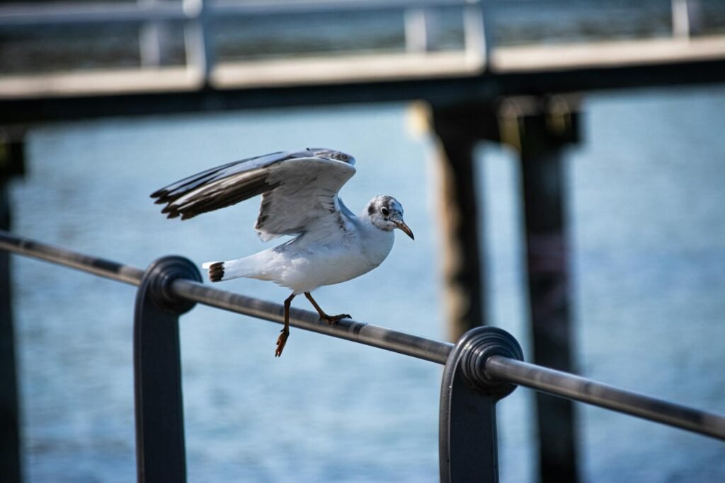 A seagull rests on a railing above a body of water in Schaffhausen, Switzerland.