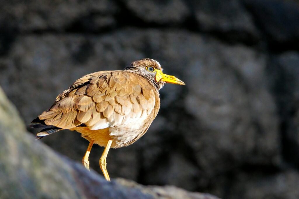 A detailed view of a yellow-billed bird perched on a rock in natural lighting.