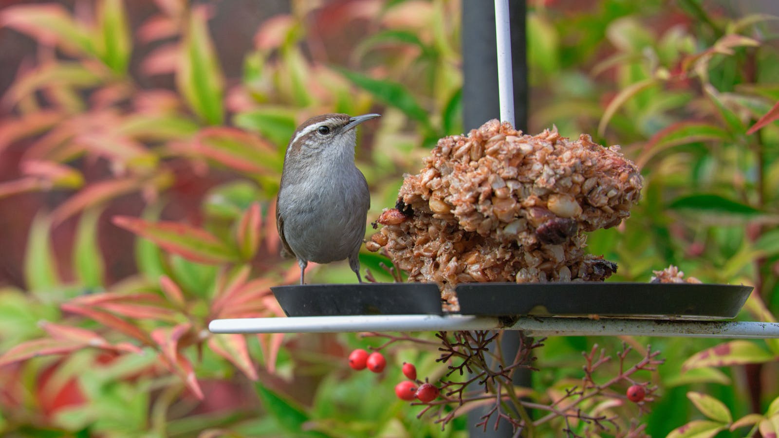 How to Attract More Birds to Your Backyard