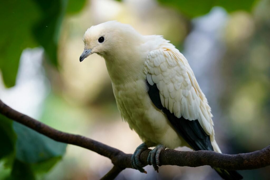 Close-up of a serene white dove perched on a branch in a natural setting.