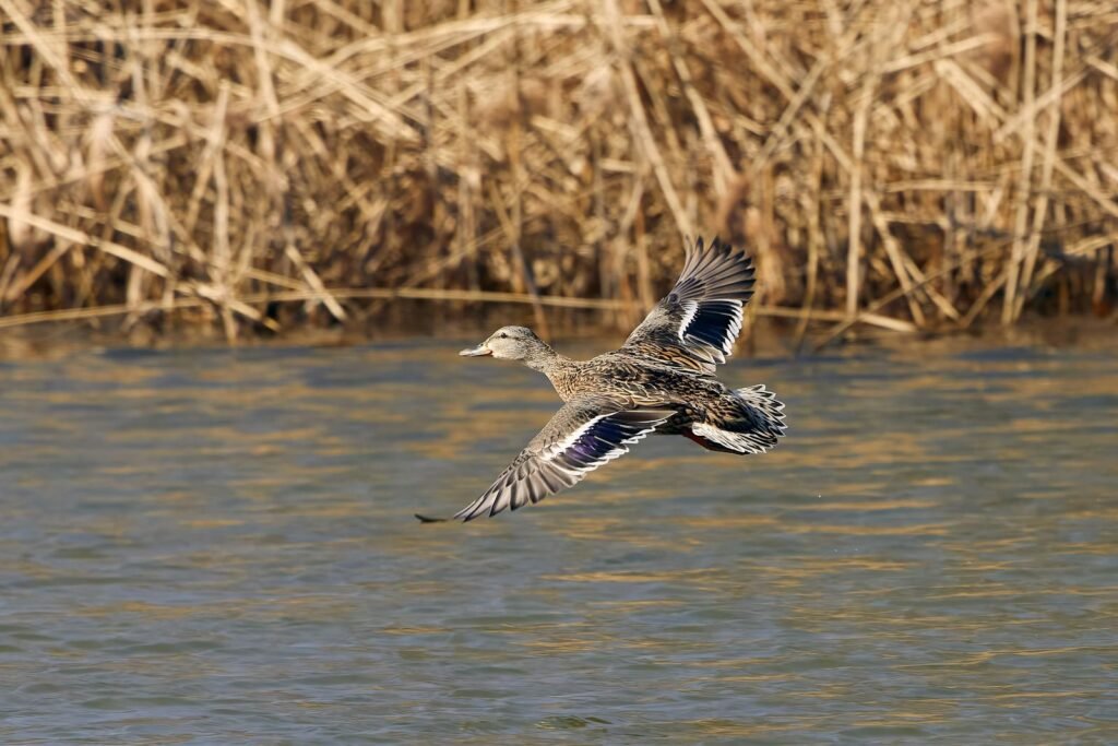 A female mallard duck captured mid-flight over a serene waterscape, showcasing its detailed plumage.