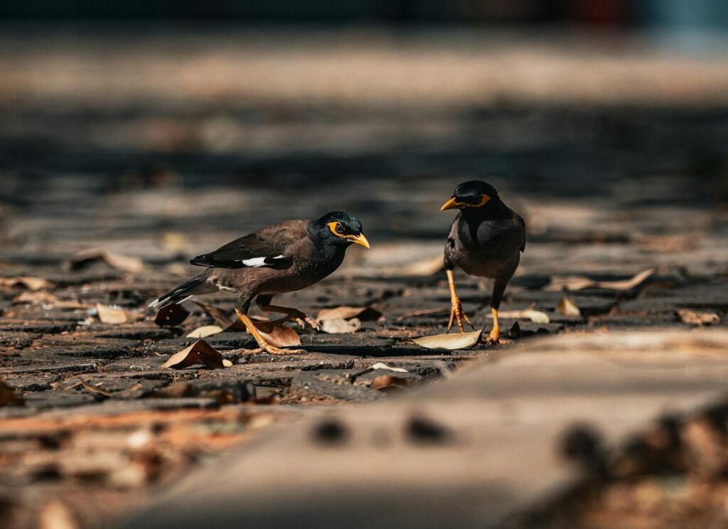 Bird photo