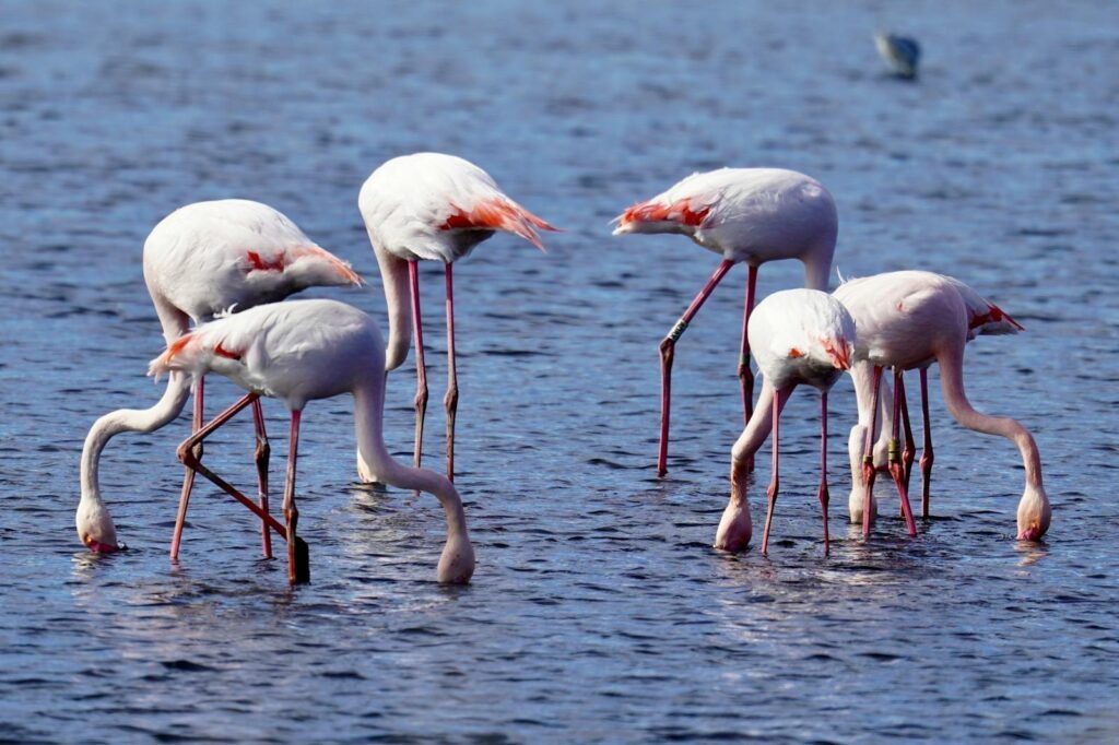 A group of flamingos feeding in shallow water, showcasing their grace and elegance.