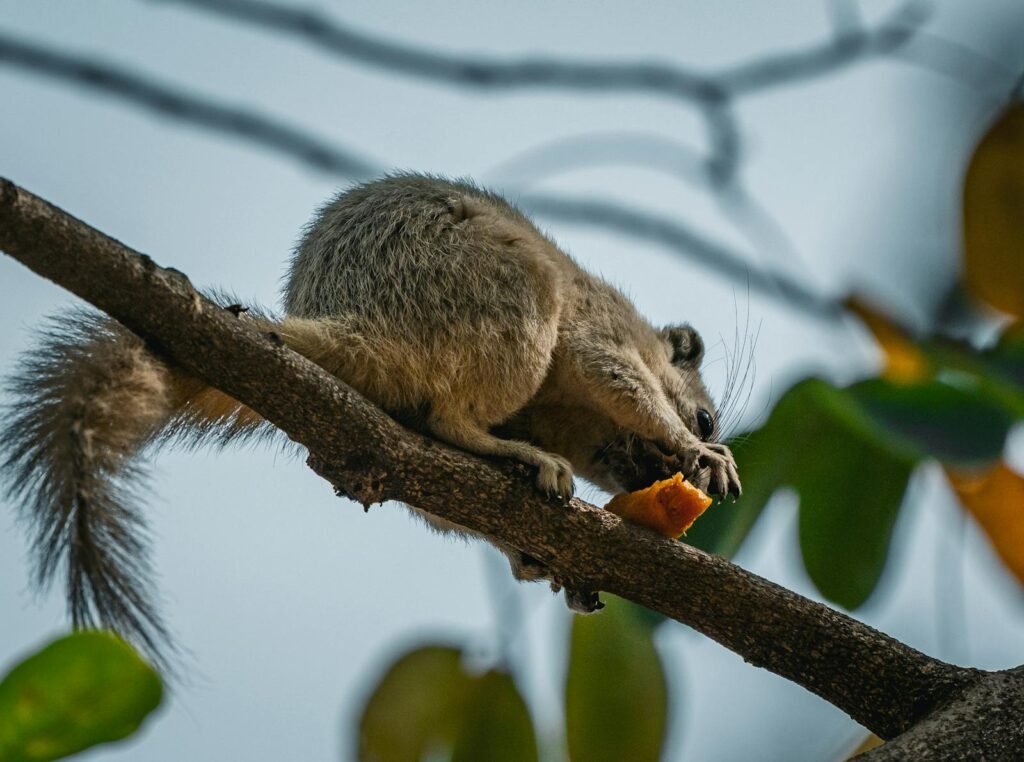 Close-up of a squirrel eating on a tree branch in Thailand's natural setting.
