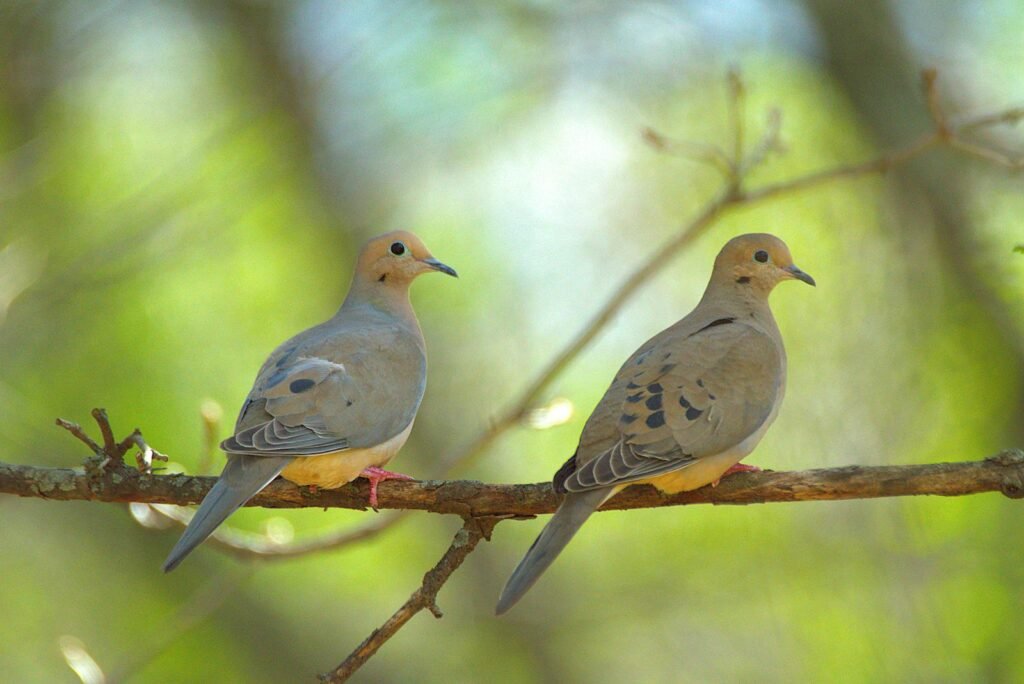 Two mourning doves perched on a branch against a blurred green background.