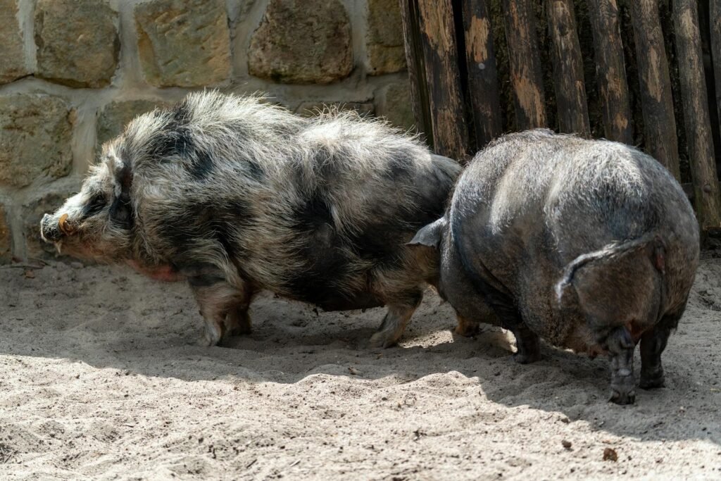 Two domestic pigs lazing outdoors on a sunny day, emphasizing their thick bristles and peaceful demeanor.