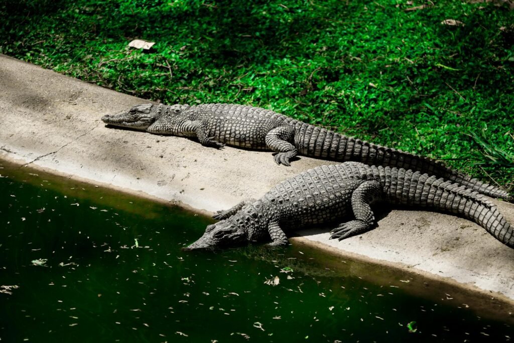 Two crocodiles lounging on the edge of a pond, basking in the sun on a bright day.