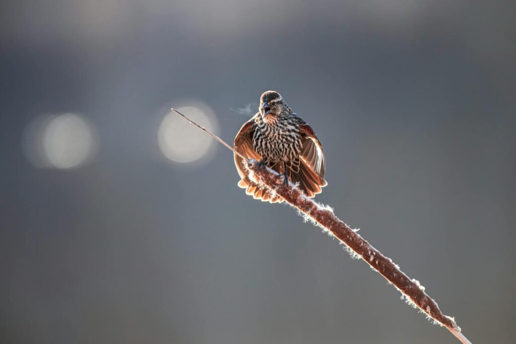 sparrow morning
