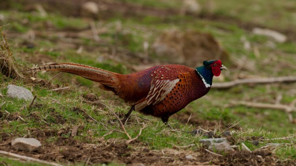 A vibrant pheasant walking on a grassy terrain, showcasing its colorful feathers.