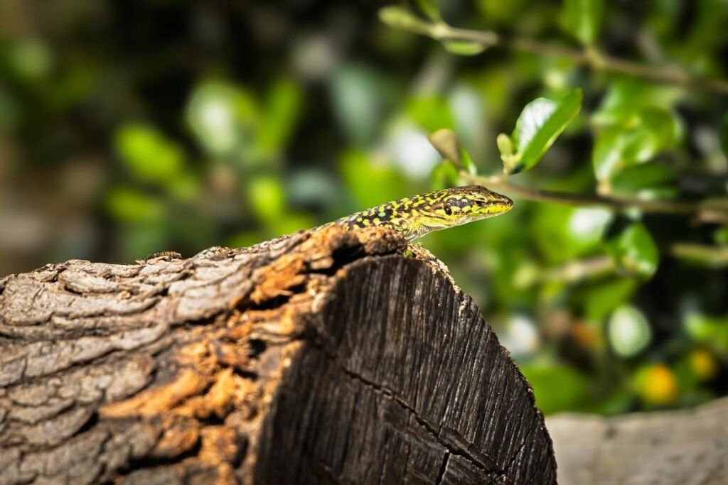 A vibrant Sicilian wall lizard rests on a sunlit log amidst lush green leaves.