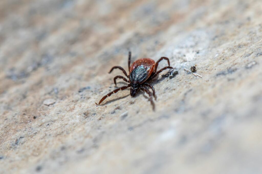 Close-up of a castor bean tick (Ixodes ricinus) on a textured surface, highlighting its details.