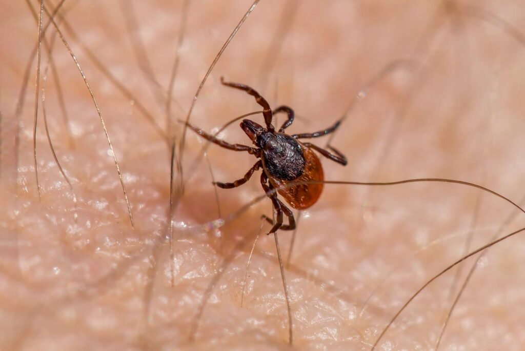 Close-up image of an Ixodes ricinus tick on human skin, illustrating its potential health risks.