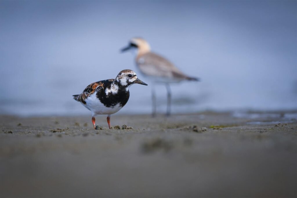 Ruddy Turnstone foraging on a sandy beach with blurred shoreline in the background.