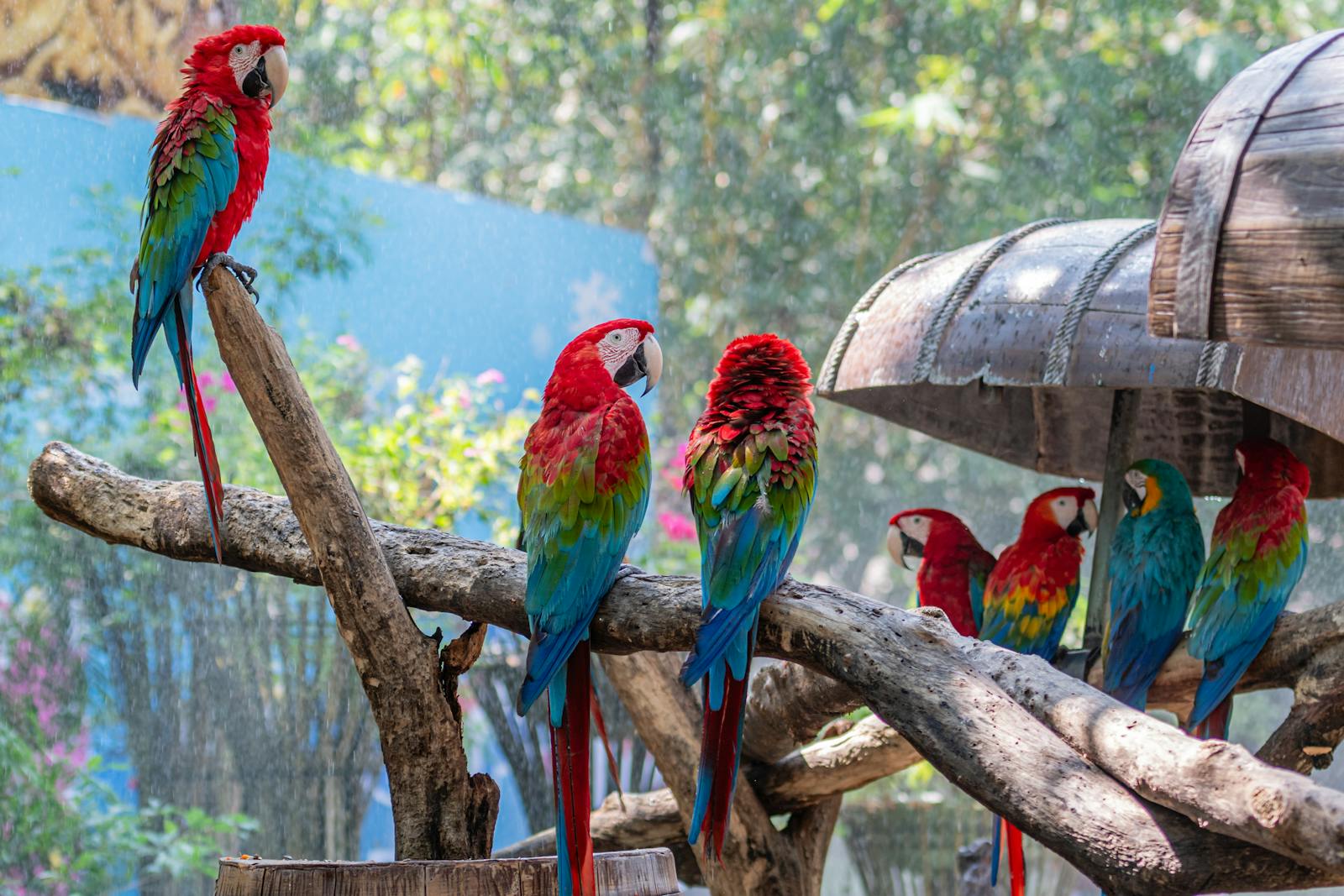 Why Some Exotic Birds Form Strong Emotional Bonds With Their Owners