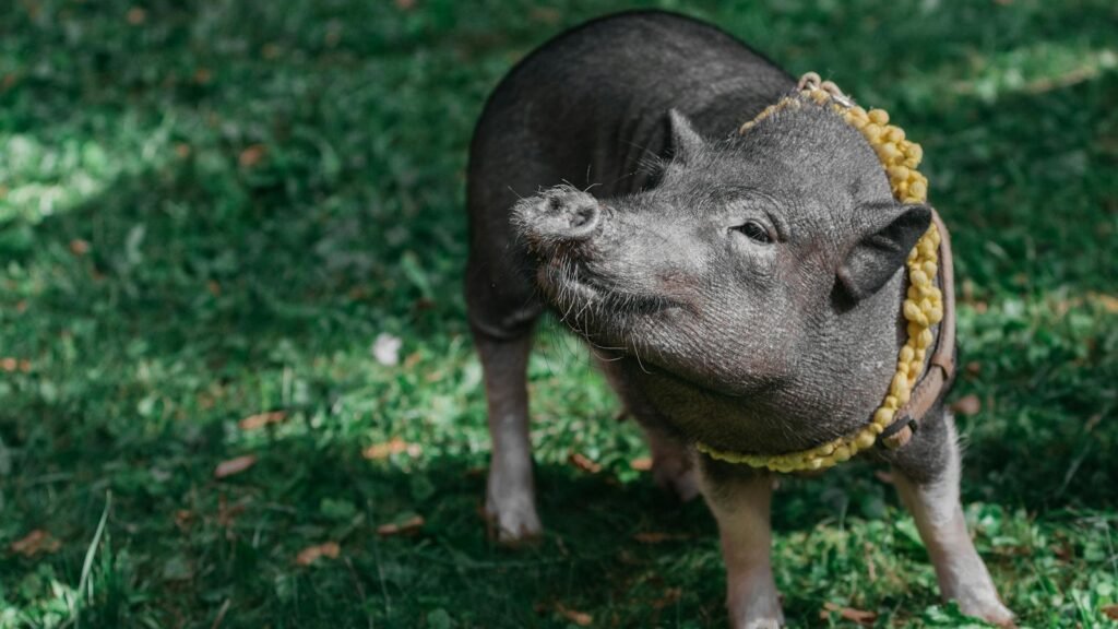 A delightful potbellied pig wearing a decorative yellow necklace enjoying a sunny day outdoors on green grass.
