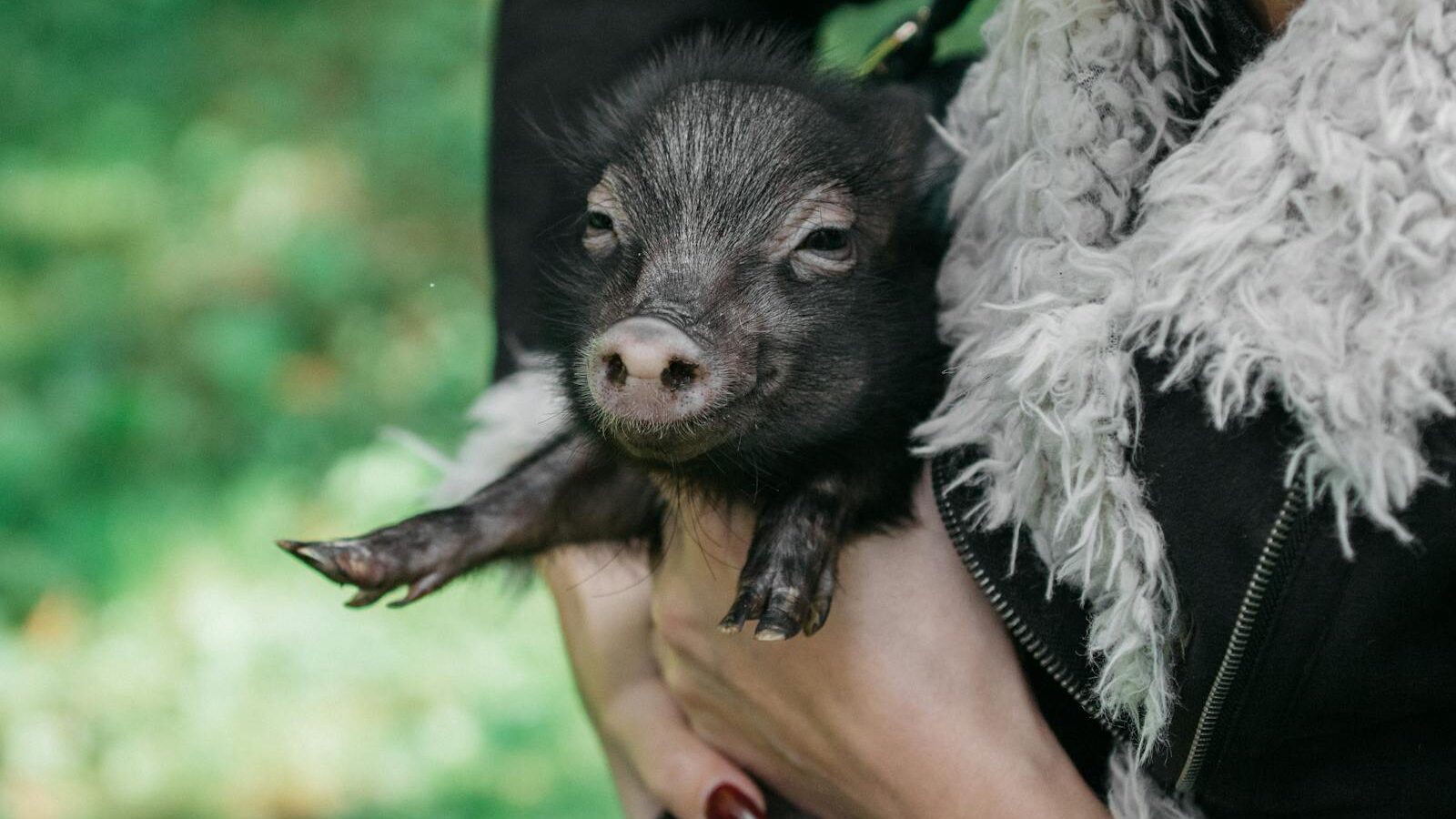 Why Pet Pigs Are Smarter Than Dogs