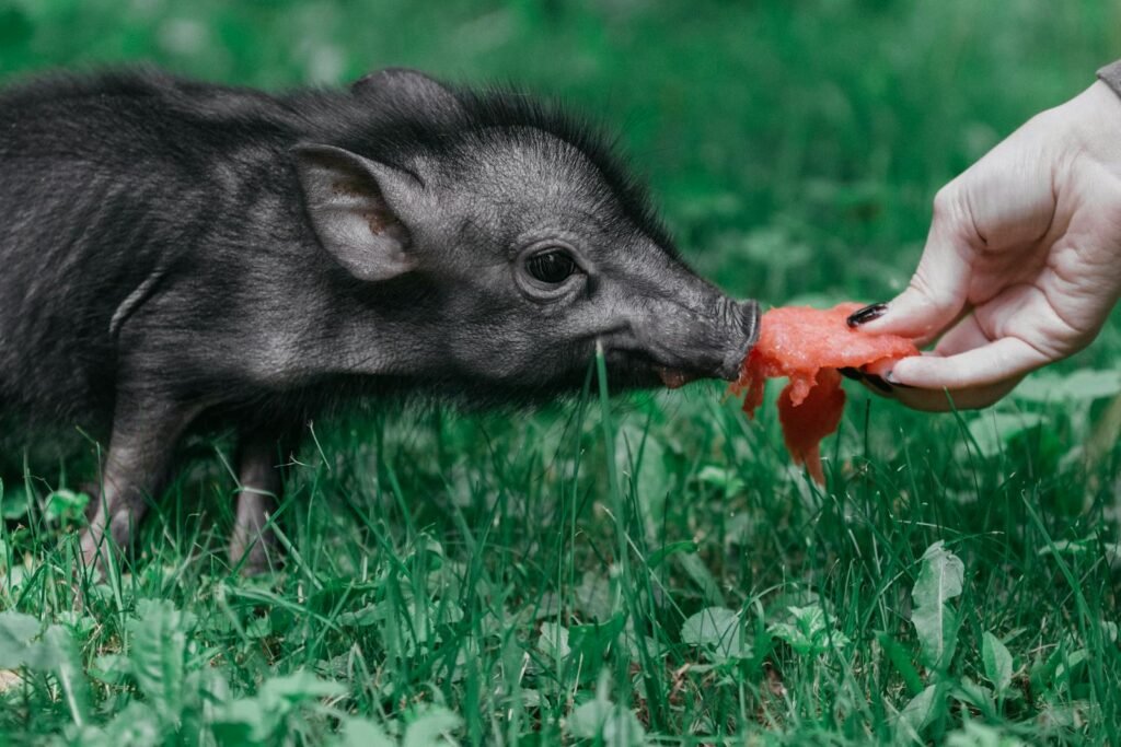 A cute piglet enjoys a piece of watermelon in a grassy outdoor setting, highlighting a playful pet moment.