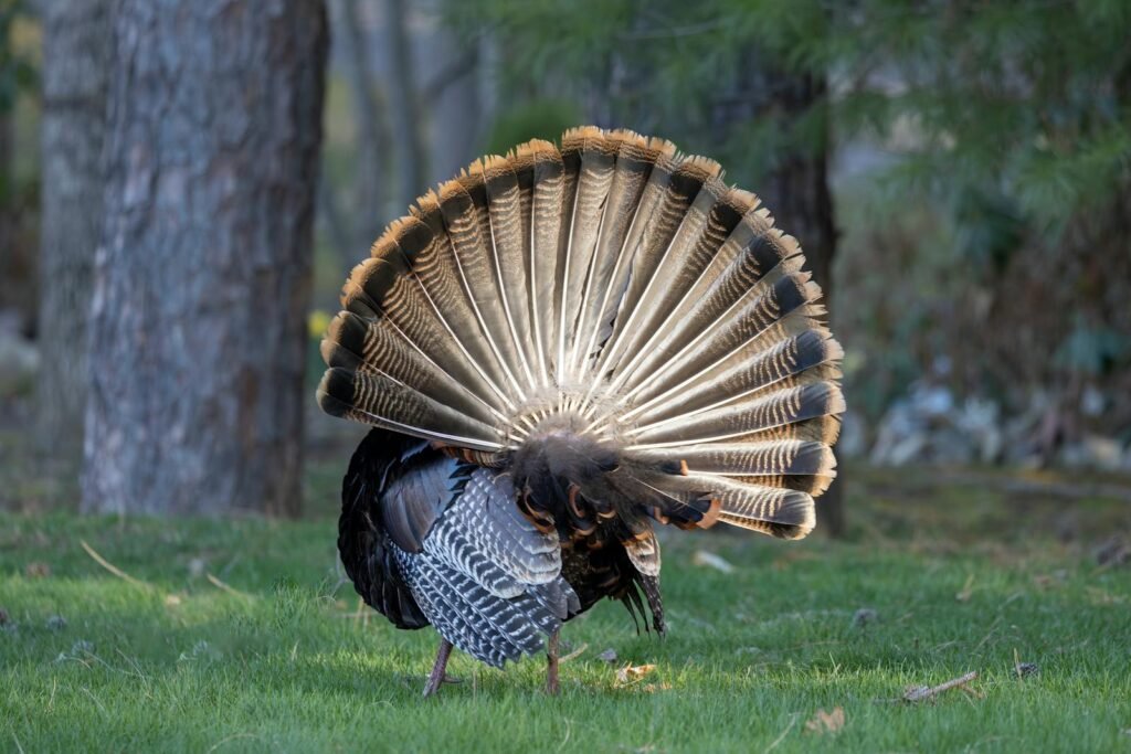 Free stock photo of birds, feathers, hd