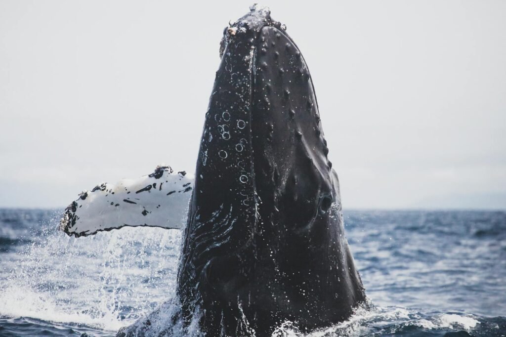 A stunning view of a humpback whale breaching in the ocean off California's coast, showcasing marine wildlife.