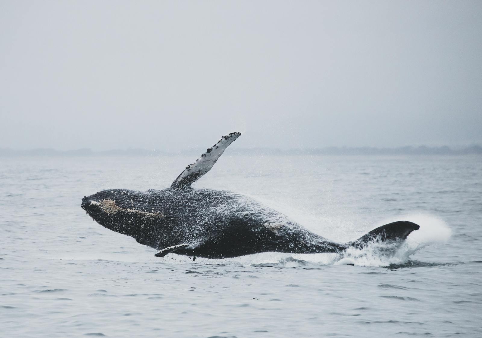 Why Do Whales Breach? Scientists Reveal the Surprising Reasons
