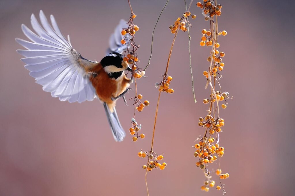 A sparrow mid-flight interacting with orange berries. Captured in a natural outdoor setting.