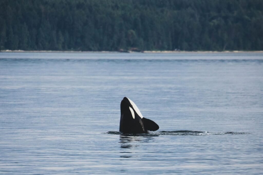 A stunning image of an orca surfacing in its natural ocean habitat against a forested backdrop.