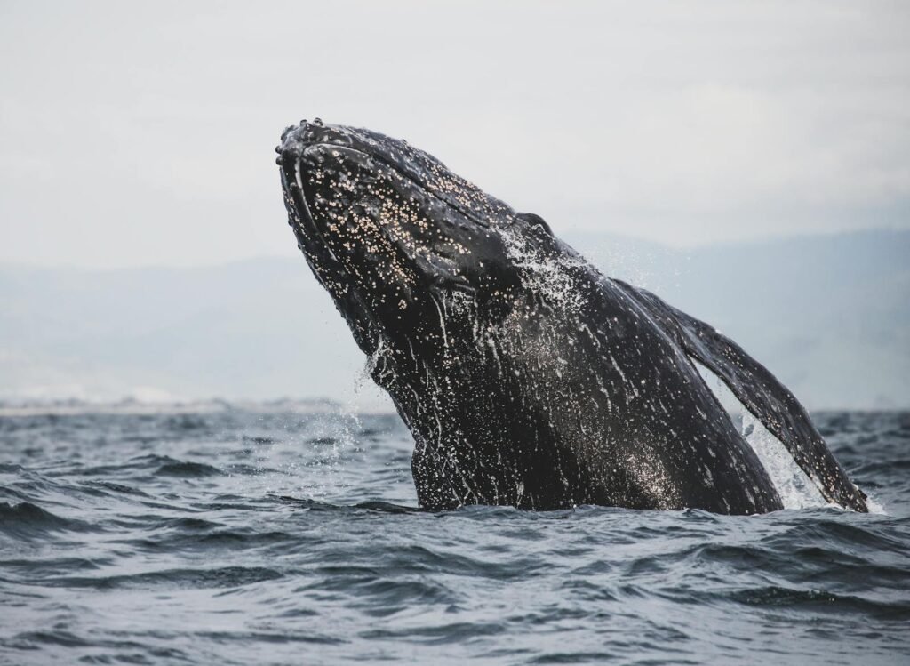 A stunning capture of a humpback whale breaching in the ocean, showcasing marine wildlife.