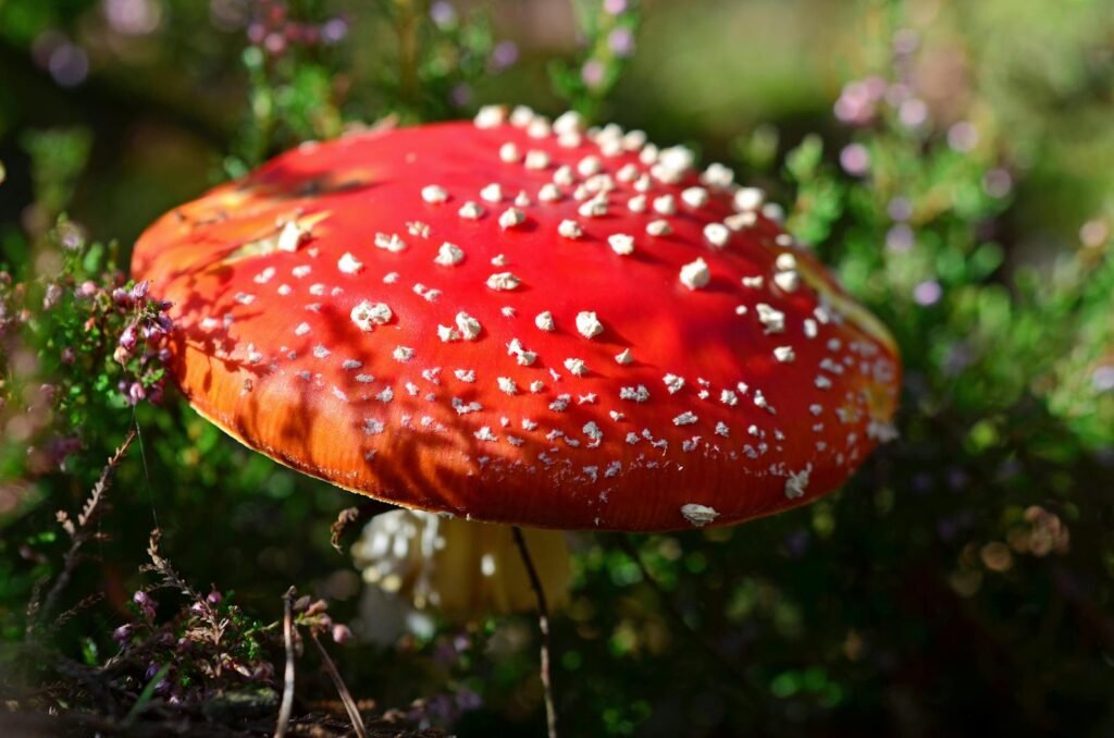 Close-up of a bright red fly agaric mushroom in a sunlit forest setting.