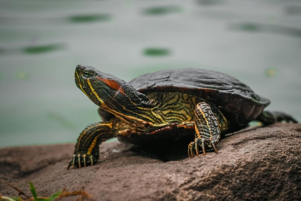 A detailed close-up of a painted turtle resting on a rock near a lake, showcasing its intricate shell markings.